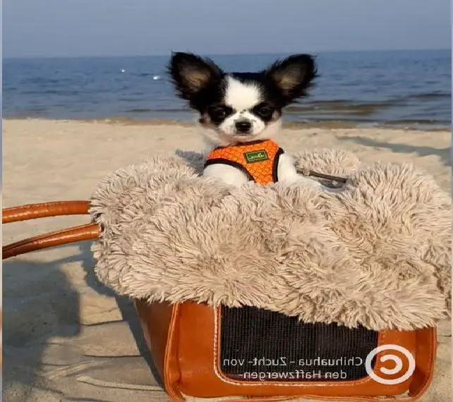 Chihuahua Welpen vom Züchter mit Ahnentafel