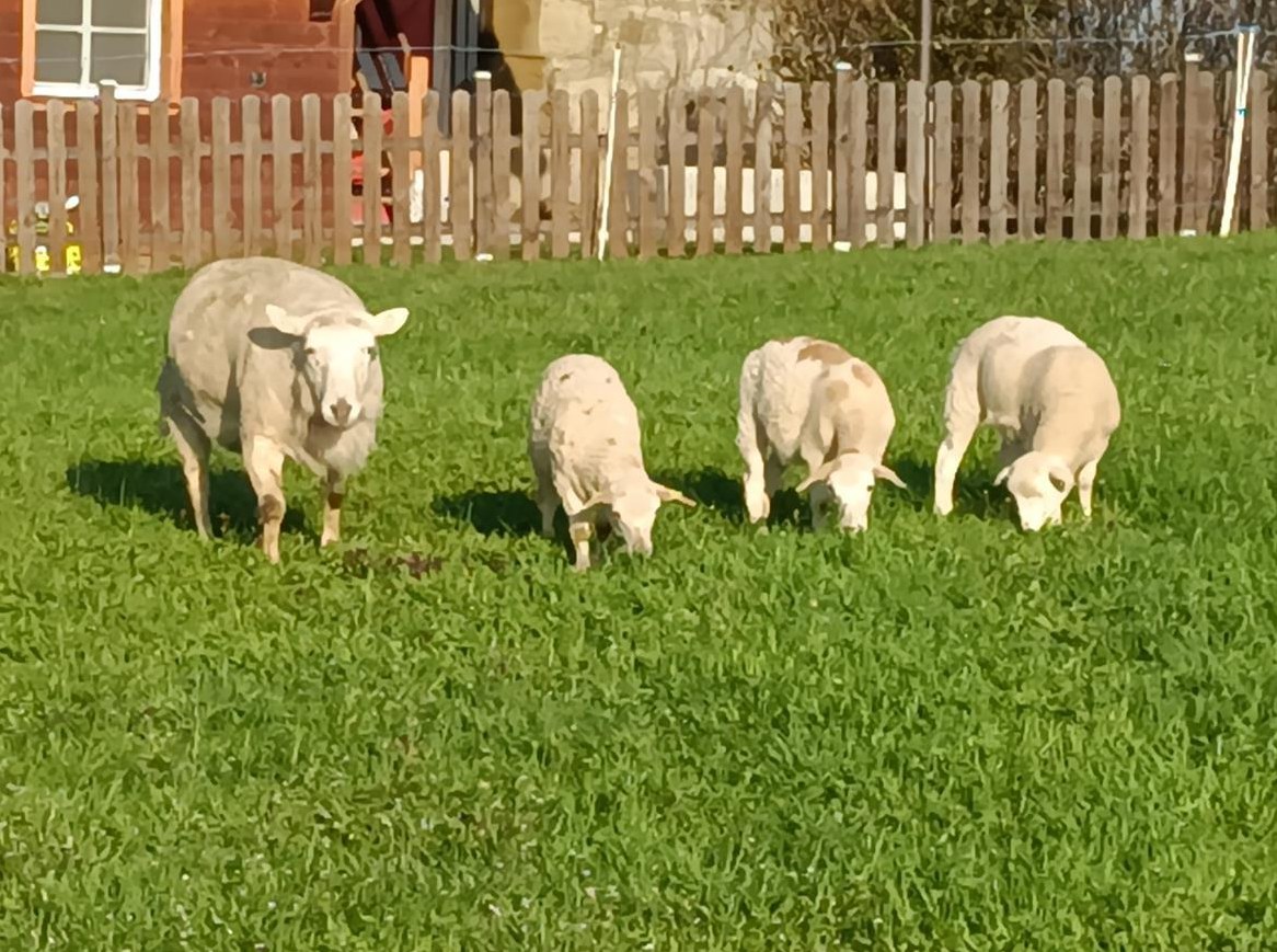 Nolana Schafe zu verkaufen