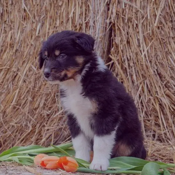 Australian Shepherd Welpen Hündin Rüde