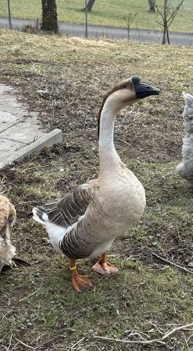 2-jährige Höckergans sucht neues Plätzchen
