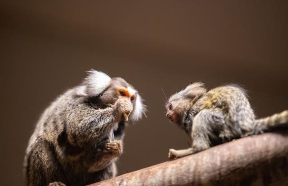 Freiwillige Tierpfleger & Helfer gesucht auf Erlebnisbauernhof