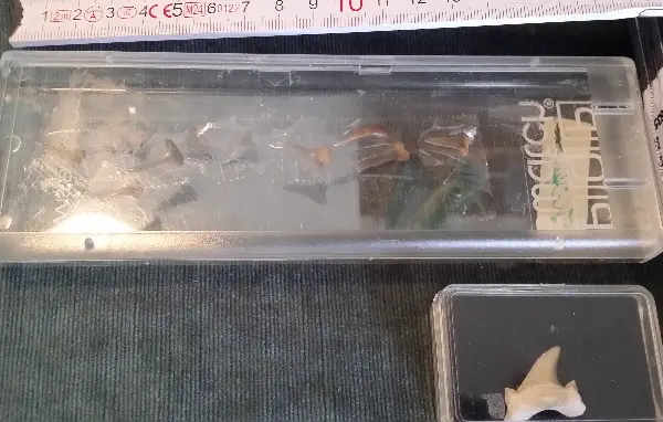 Hai Fisch Zähne Fossilien Sammlung