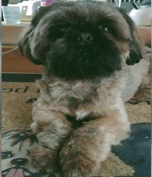 Shih Tzu Rüde