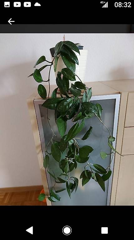 Zimmerpflanze hoya carnosa