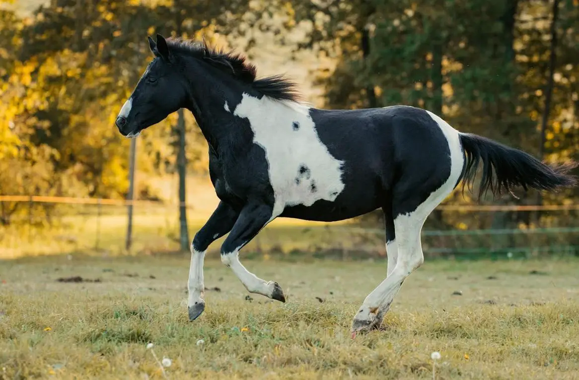 Langfristige Ausreitbeteiligung auf Paint Stute in Birmenstorf AG