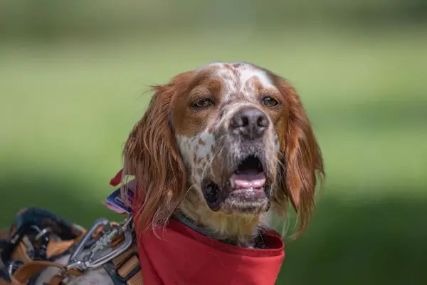 Englischer Setter Luca sucht aktive Menschen