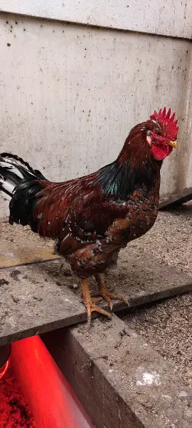 Diverse Junghähne und schwedisches Blumenhuhn-Hahn