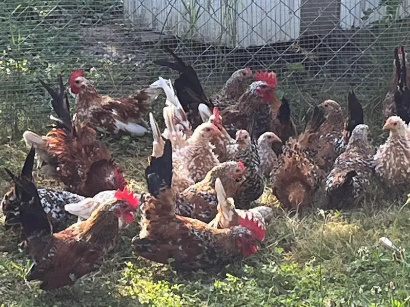 Chabo Junghennen in ganz selten Farben