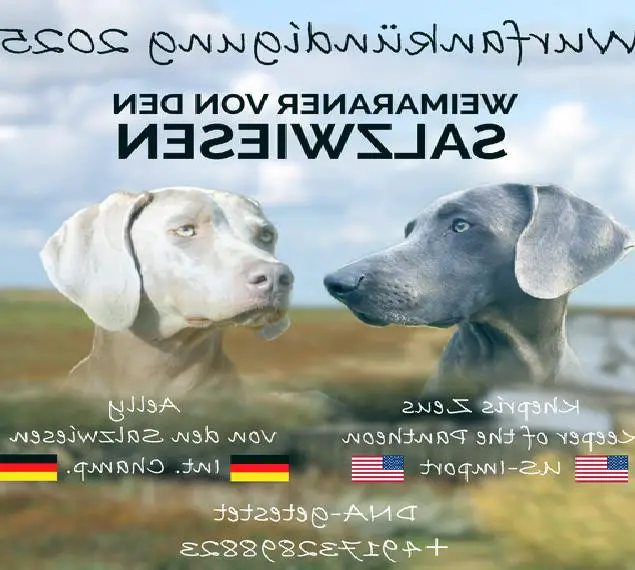 Exklusive USA-AbstammungWeimaraner-Welpen aus Championatsverpaarung mit Ahnentafel