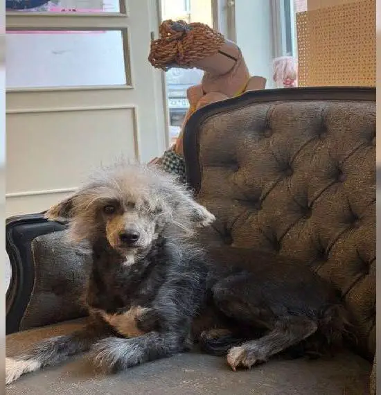 Chinese Crested, Powder Puff