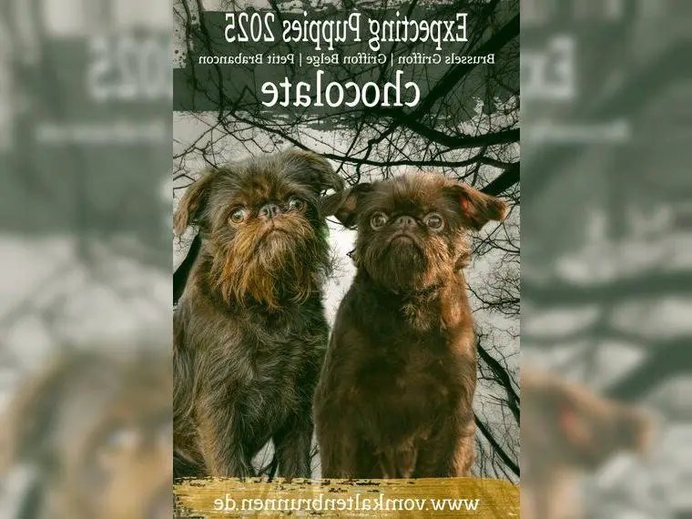 Wir erwarten Zwerggriffon Welpen mit Ahnentafel.