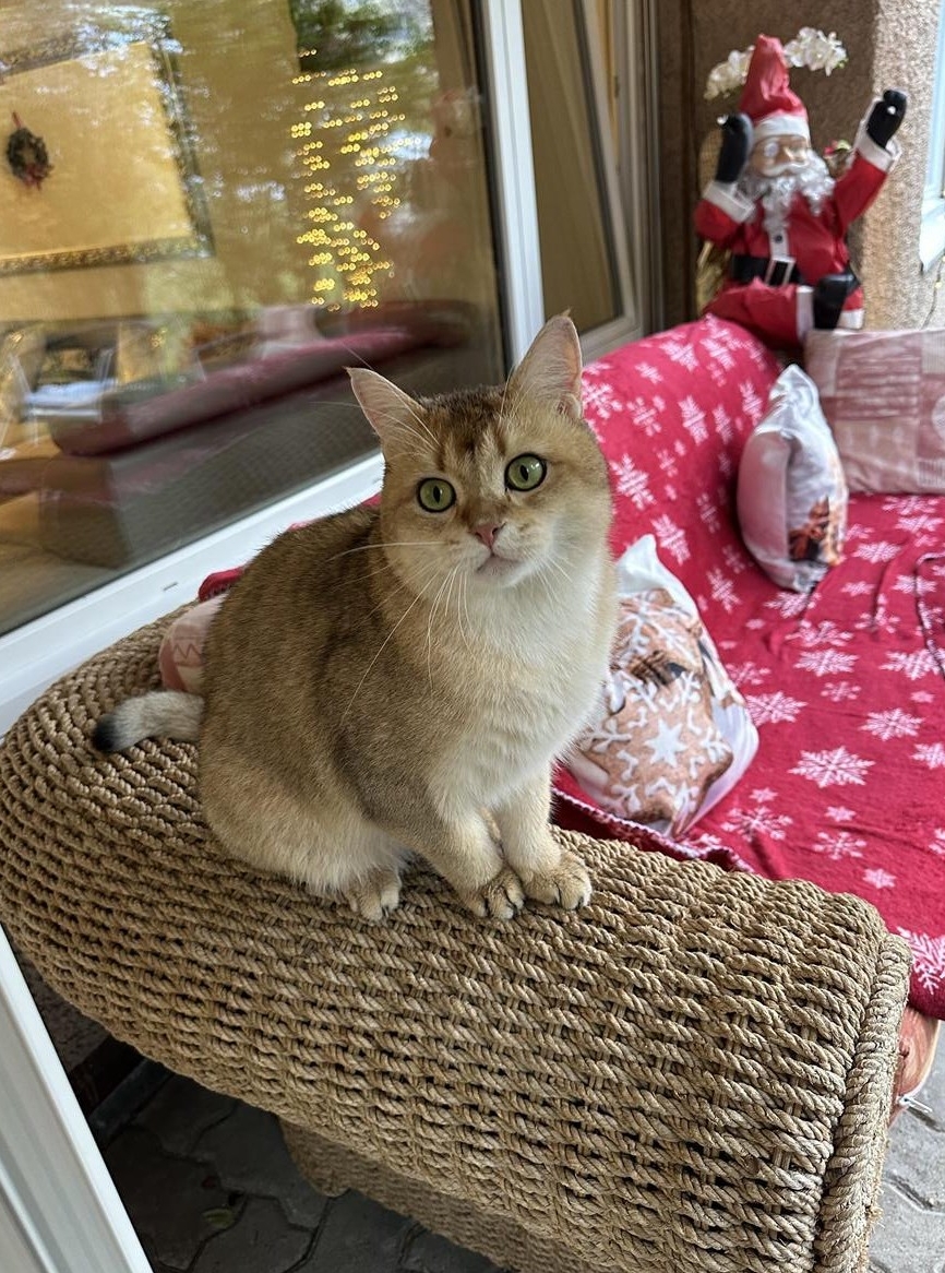 Scottish Straight Kater, reinrassig, 3.5-jährig