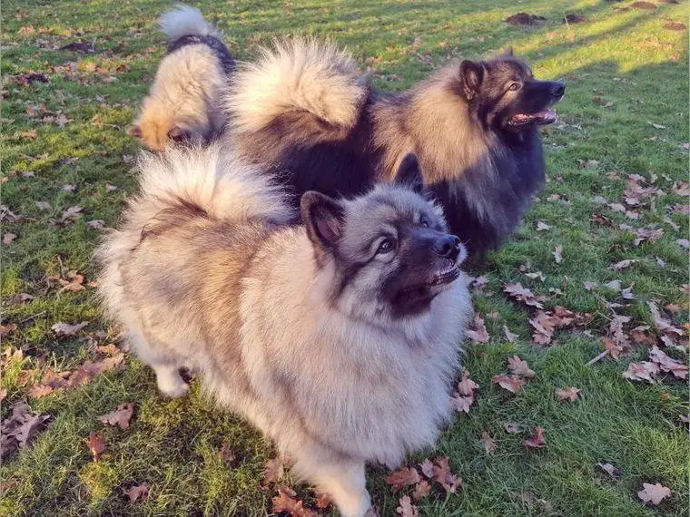 Wolfsspitz-Welpen mit Papieren, Auslese, vom anerkannter VDH-Züchterin