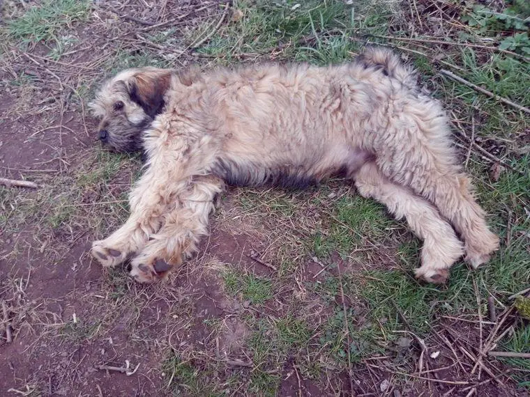 Tibet Terrier Rüde, 19 Wochen
