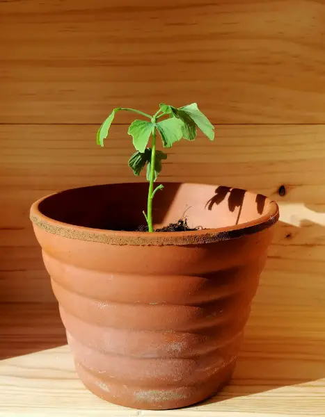 Ginkgo (Ginkgo biloba)