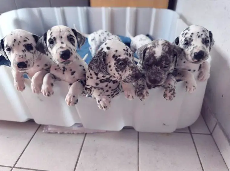 Dalmatiner Welpen