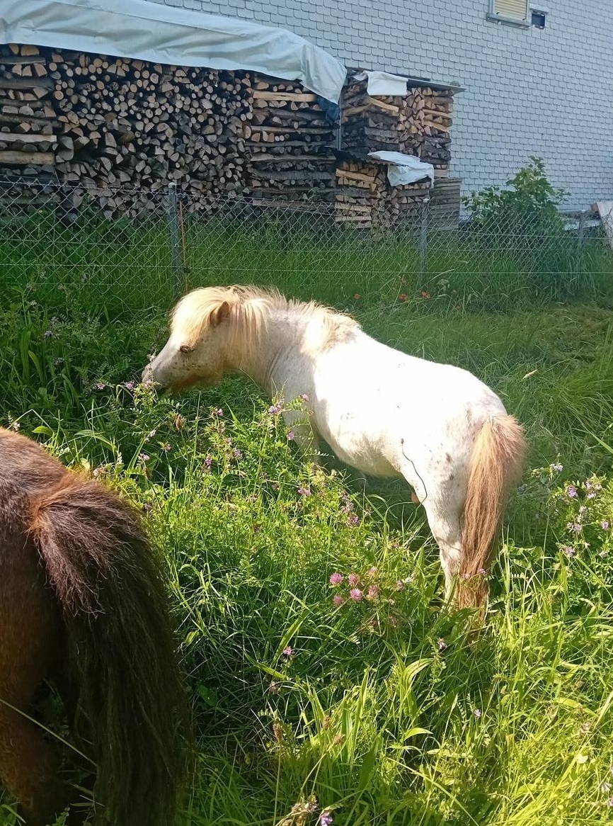 1.5-jähriger Mini-Shetty Hengst zu verkaufen ab Herbst