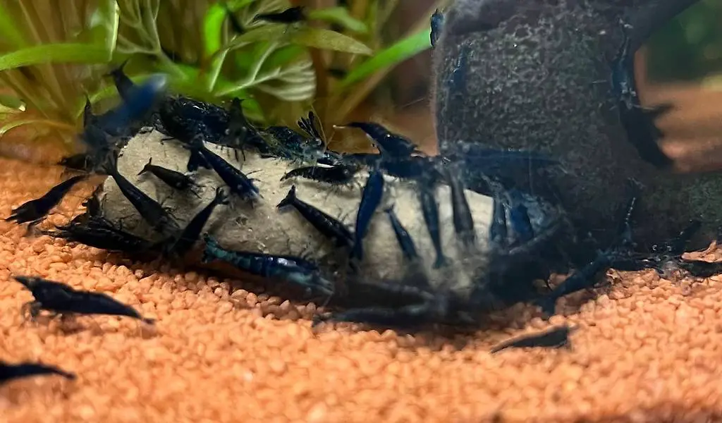 Garnelen Blue Sapphire abzugeben