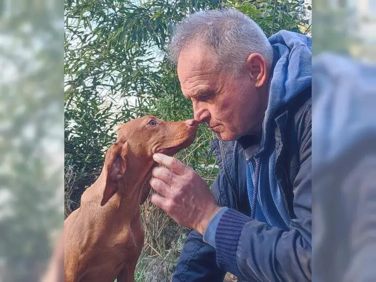 Luxatori Magyar Vizsla