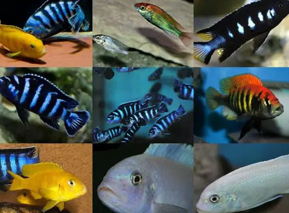 Sehr schöne Buntbarsche/Zierfische/Welse (auch L-Welse) zu verkaufen