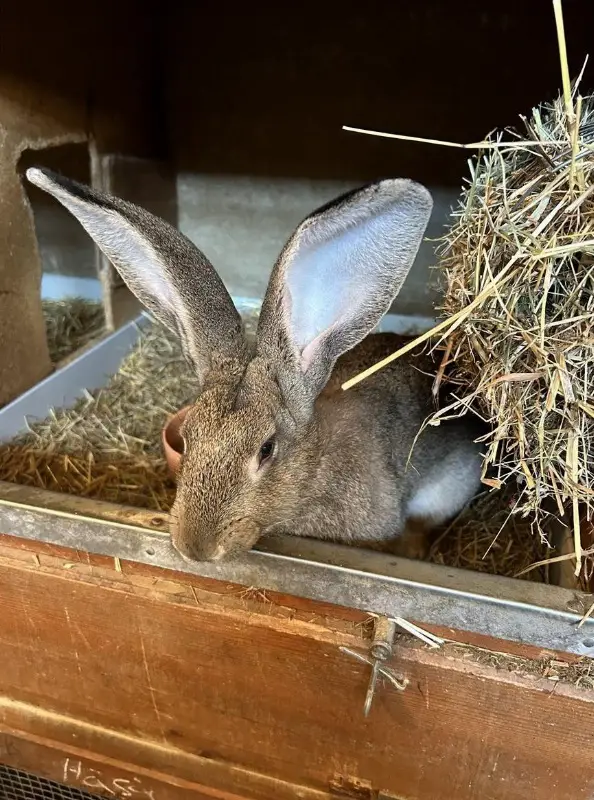 Sehr zahme Belgische Riesen Kaninchen Böcke