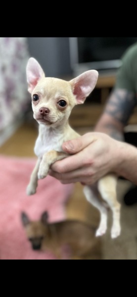 Chihuahua zwei welpen