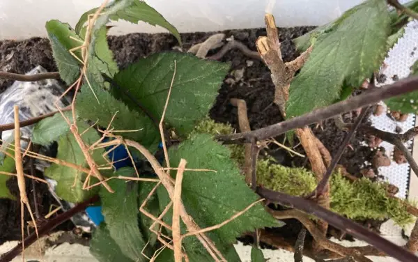 Günstige Stabheuschrecken zu verkaufen