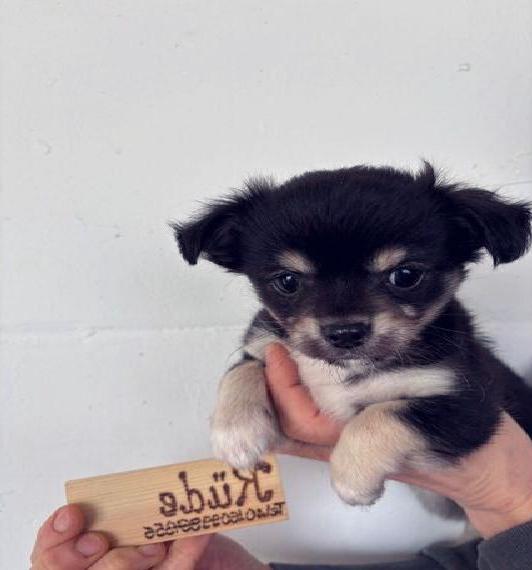 Chihuahua Welpen Langhaar suchen dich