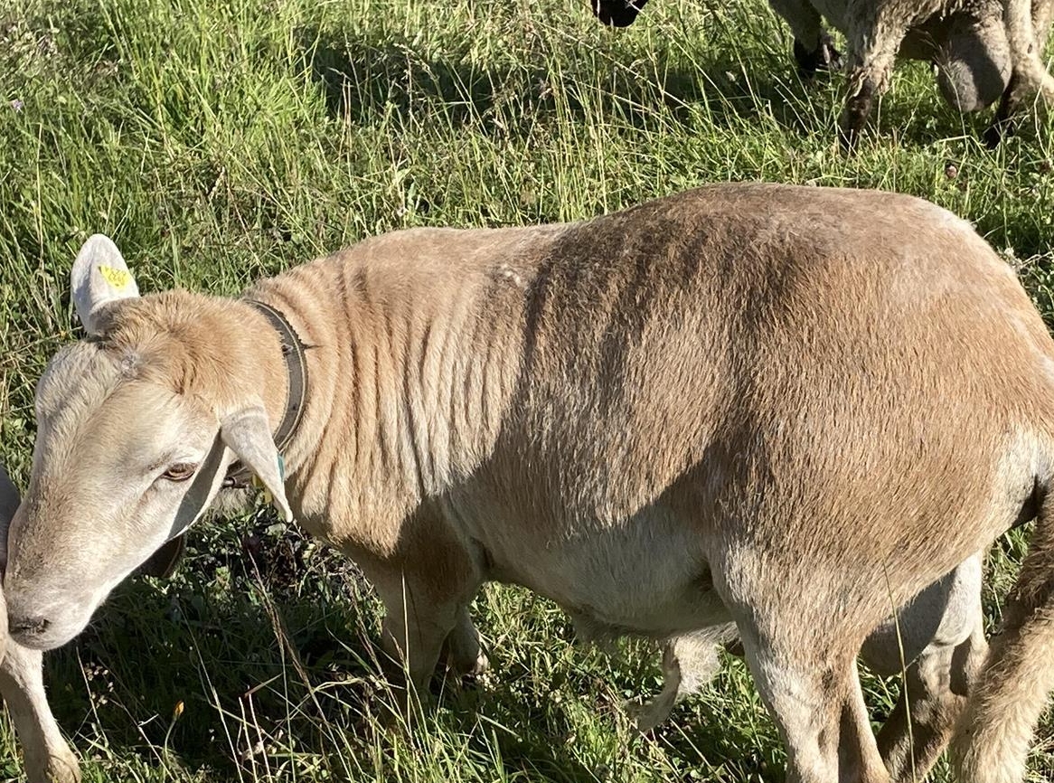 Nolana Schafbock, 2-jährig zu verkaufen