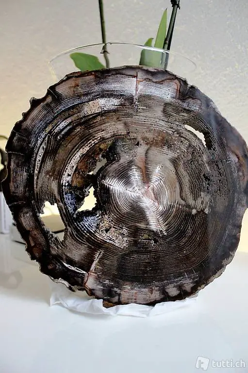 Eiche, versteinert, 25 Mio. Jahre, Oregon, USA