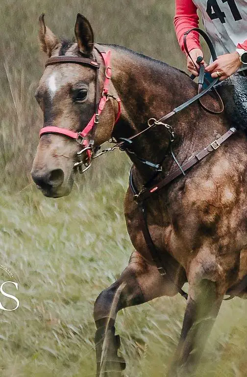 Biothane-Zaumzeug Gr. Cob/Araber