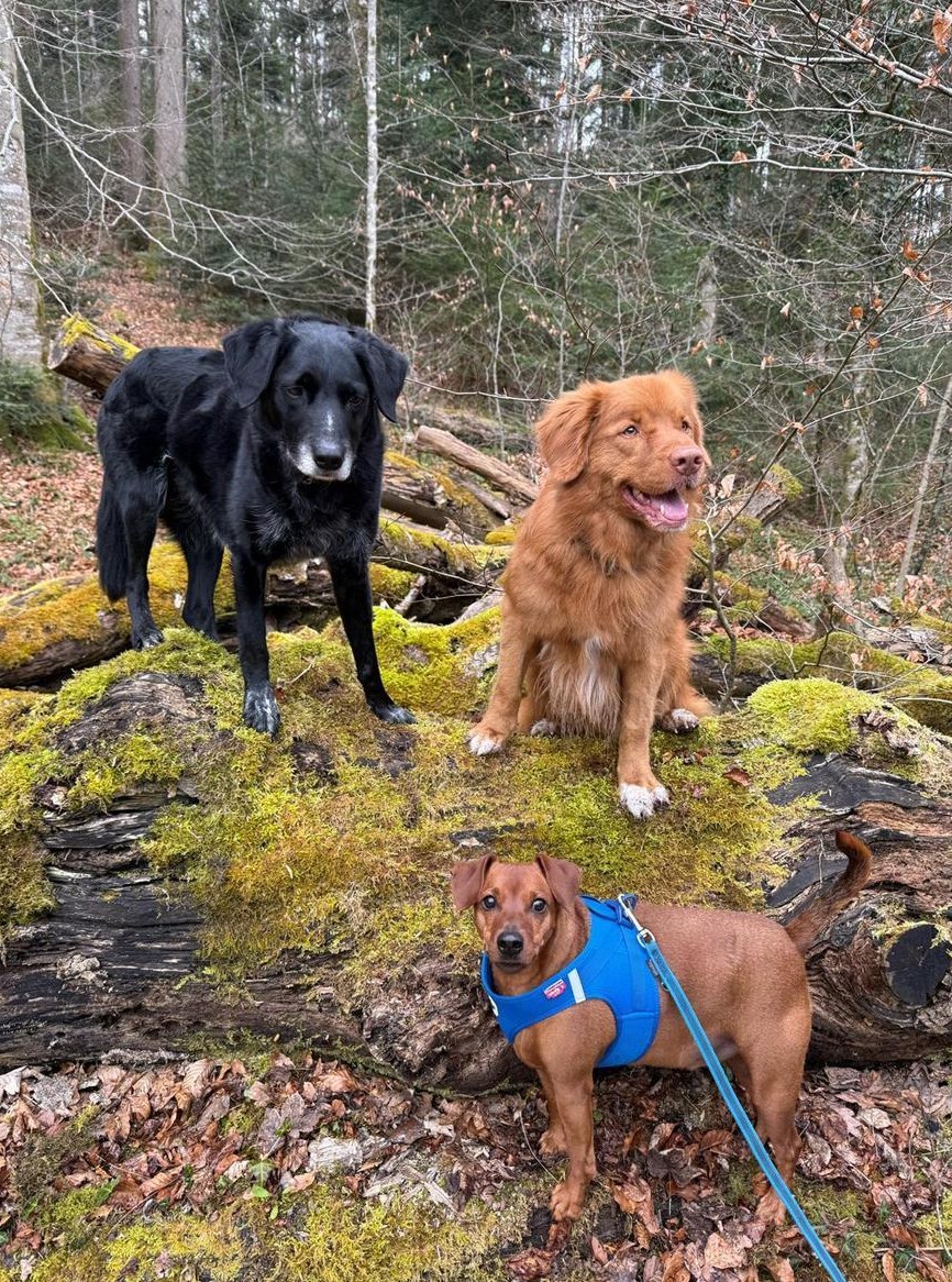 Hundelodge Bern | Hundebetreuung & Hundetagesstätte