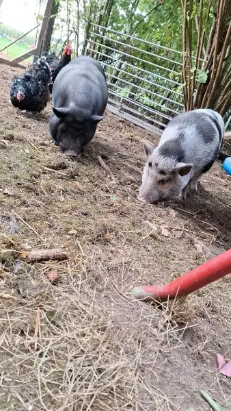 Minischweine - Eber und Sau