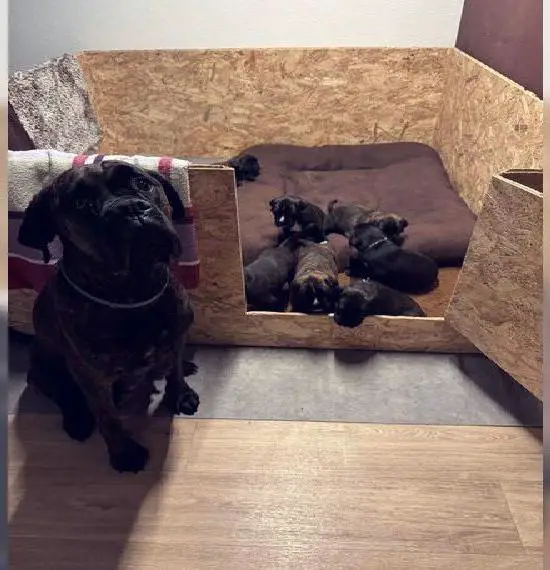 Wurfankündigung - Boxerwelpen abzugeben