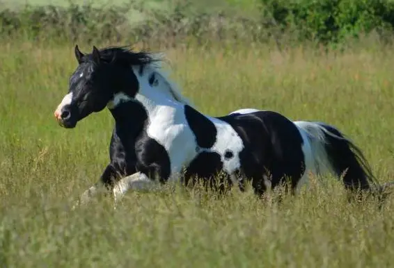 DeckanzeigeHomozygoter Paint Horse Hengst