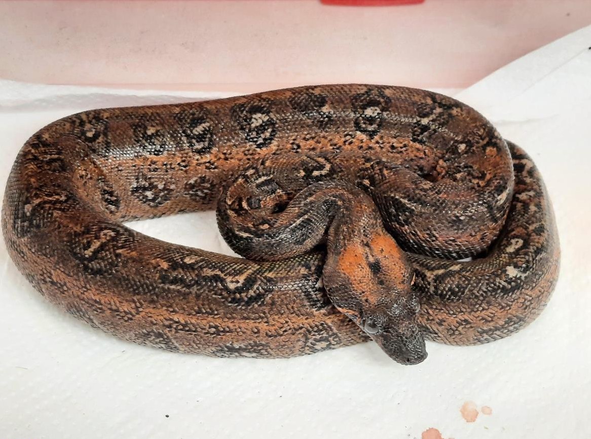 Boa Sonora Leopard - 0.0.1 zu verkaufen