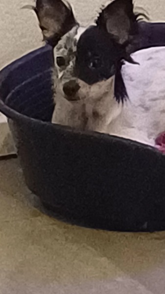 Chihuahua a pelo lungo