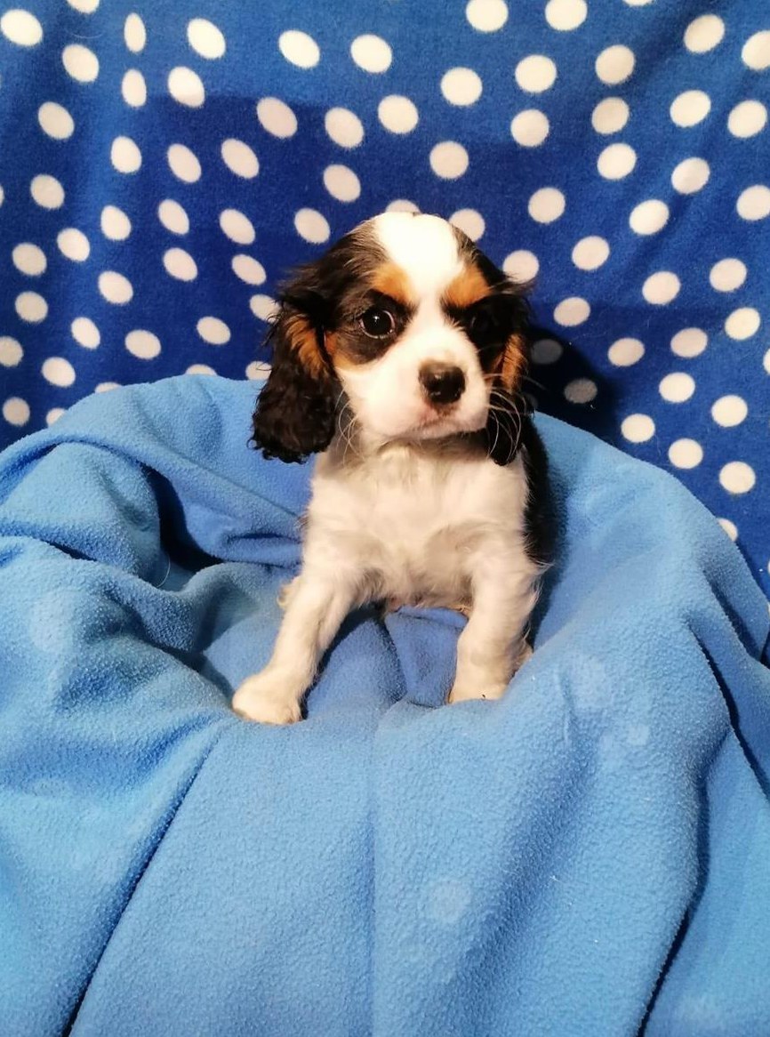 Cavalier King Charles Spaniel Welpen zu verkaufen