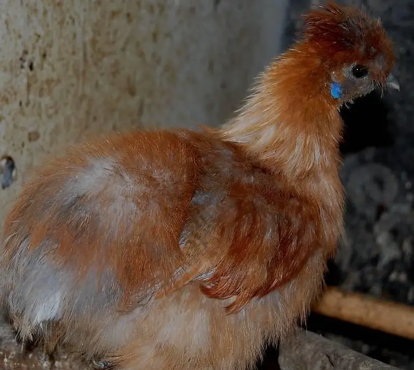 Seidenhahn Teeny aus Naturbrut / Georg Clooney