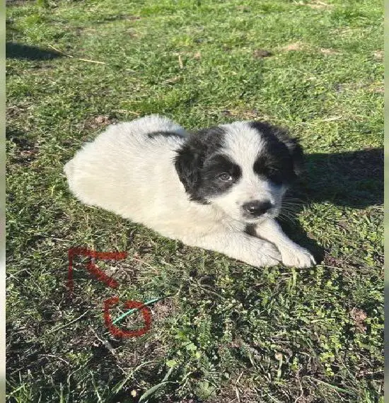 Border Collie Mix Welpen