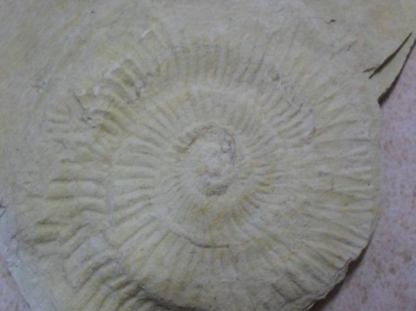 Fossil