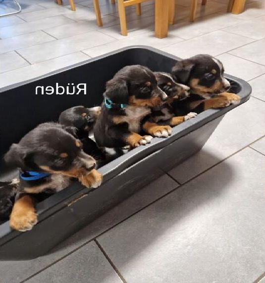 Appenzeller sennenhund Welpen