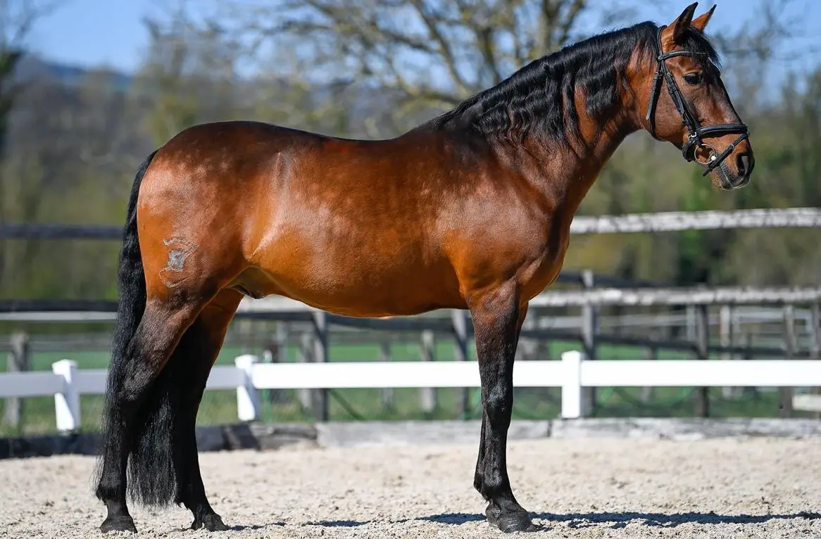 Biete Reitbeteiligung auf PRE Hengst, Bremgarten AG