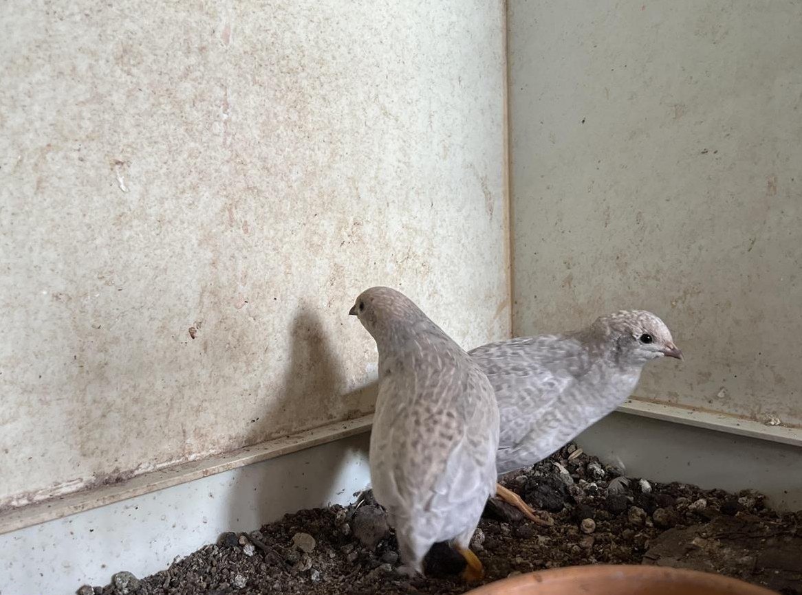 Zwergwachtel Hennen vom Frühling