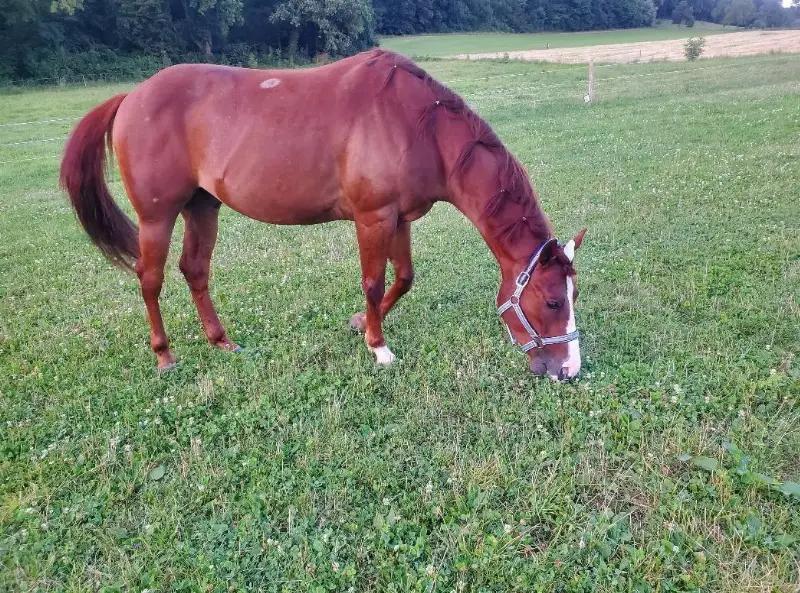 Reitbeteiligung auf 4.5 Jahre altem Quarter-Appaloosa Mix