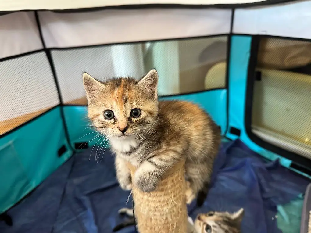 bkh - bkh ehk kitten