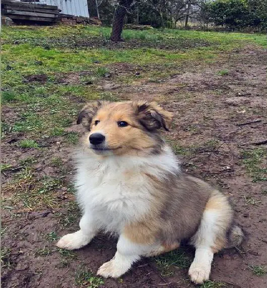 Collie Welpen Auszugsbereit