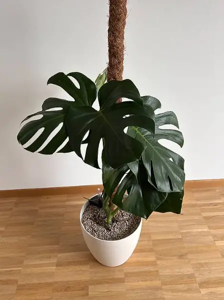 Monstera 115 cm hoch