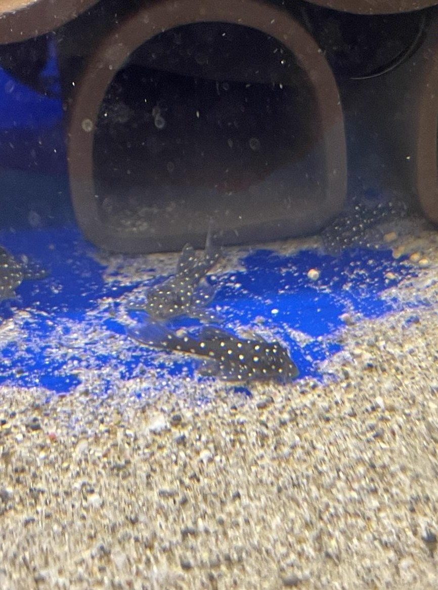 Junge L-28 Welse zu verkaufen