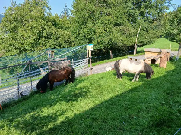 2 Mini Shetty Hengste